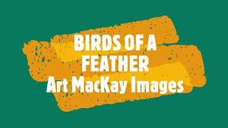 BIRDS OF A FEATHER   Art MacKay Images