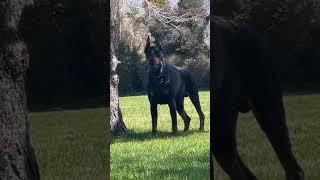 Big Dober man Dog breed || Aggressive Dobarman Dog breed in world #shorts