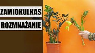 Jak rozmnożyć zamiokulkasa ? 4 sposoby na rozmnażanie zamikulkasa !