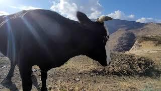 گــــــەشــتــی ئـــەمــجــارەمــان بۆ گونـدی سیاگوێز بوو    #پێنجوێن #سیاگوێز #گۆڵێ