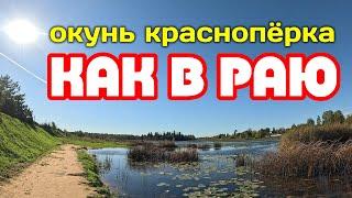 Спокойная рыбалка на ЖИВОПИСНОЙ речке! Тёплая ОСЕНЬ #мормышинг #рыбалка #окунь #красноперка