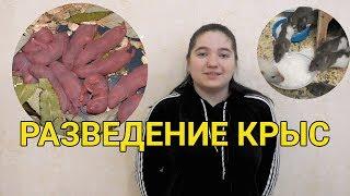 Декоративные крысы - разведение