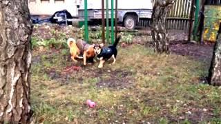 Two happy friends in Haapsalu animal shelter