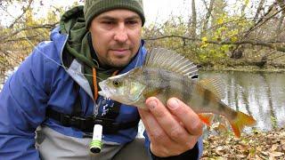 If It Bites, Catching is Very Easy. Autumn Perch Fishing