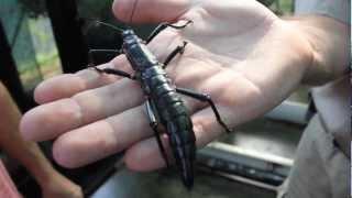 Ross Stevenson meets the Lord Howe Island Stick Insect