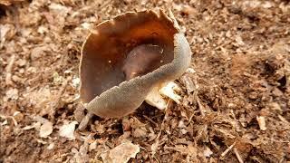 Helvella solitaria