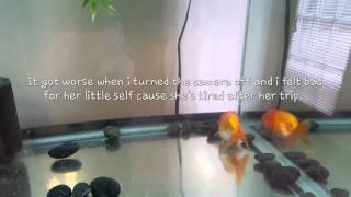 Ranchu unboxing from Coast Gem USA