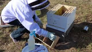 Bee Installation - Mann Lake Blog