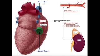 Release & Functions of Atrial Natriuretic Peptide [ANP]