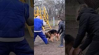 ‼️Cool attack #STRAZHODESSA German Shepherd Training Odessa Ukraine 2024