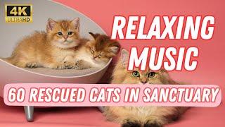 60 Minutes Yoga Music with 60 Rescue Cats in Peaceful Sanctuary [4K]
