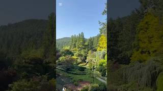 A Walk Through Flower Paradise #ButchartGardens #VictoriaBC #FlowerShorts #naturelullaby