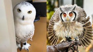 OWL BIRDS- A Funny Owls And Cute Owls Videos Compilation (2021) #008 | Funny Pets Life