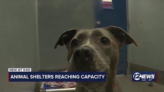 Animal shelter, Kansas Humane Society nearing capacity, reaching out to public for relief