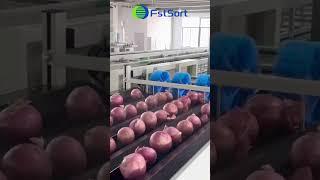 Onion potato sorting and grading machine,vegetable grader machine,onion processing plant