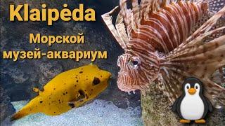 Клайпеда. Морской музей-аквариум.  Бесплатно.