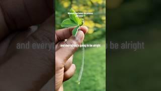 Whatever you forbid, the universe will forbid  #LawOfAttraction #FourLeafClover #luckycharmdon