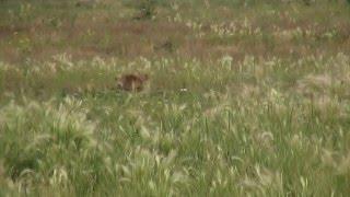 prairie dog vs 22-250