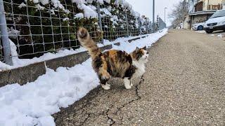 Norwegian Forest Cat: Street walk with Lilly and Odin