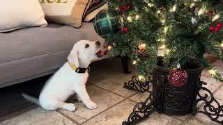 Sweet Labrador Puppy JOY Takes her Temperament Test #puppy #labrador #cutepuppies