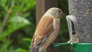 Linnet Close Up - Linnets - Canto Del Pardillo