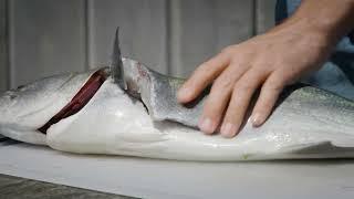 How to Fillet a Fish (Bluefish)