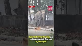 ಸಣ್ಣ ಪಟ್ಟಣದ ಬೀದಿಗಳಲ್ಲಿ ಅಲೆದಾಡುತ್ತಿದ್ದ ಕಾಡು ಆನೆಯೊಂದು ನಾಯಿಯ ಮೇಲೆ ದಾಳಿ ಮಾಡಿದ ಕ್ಷಣಗಳು ಕ್ಯಾಮೆರಾದಲ್ಲಿ ಸೆರೆ
