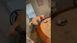 Excited doggy slides across table for birthday treat