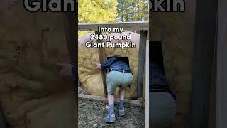Going inside my 2480 pound Giant Pumpkin