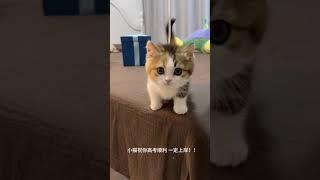 #beautiful #cat #shorts #viral #subscribe #youtube