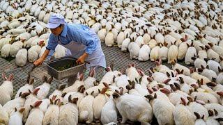 Rabbit Farm - How China Farmer Raised Millions Rabbit For Meat - Rabbit Processing in Factory