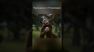 Та самая обезьяна - предок человека: проконсул