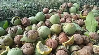 birmogh cheni | walnut harvesting