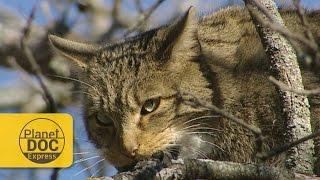 WildCat | Planet Doc Express Docs