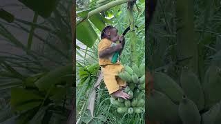 cutis drove banana harvest #cutis #babymonkeycutis #shortsvideo