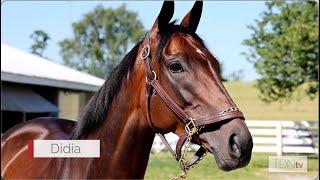 Visit turf specialist Didia as she prepares for the Diana
