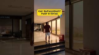 Как выращивают рыбу в Китае #китай #рыба #фабрика