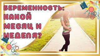 Какая Неделя и Месяц беременности?