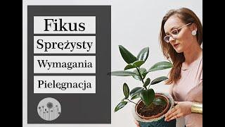 Fikus sprężysty - uprawa, pielęgnacja, wymagania, rozmnażanie. Dlaczego liście fikusa żółkną ?