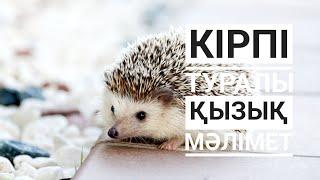 Кірпі туралы қызық мәлімет