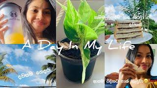 A day in my life | කම්මැලිකමේ ගත කරපු දවසක් 