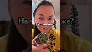 Посмотрите на это!  тг: Фрилансер из леса  #переездвдеревню #суккуленты