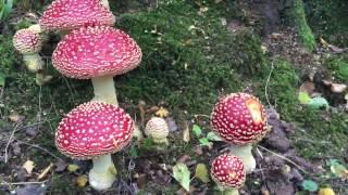 Amanita muscaria, The Fly Agaric