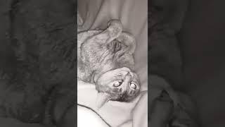 настроение #video #vid #cat #cute #funny #kitten #funnycat #v #animal