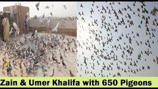 Zain Khalifa Ready for Lariyan With 650 Pigeons - Big Pigeons Loft In Pakistan