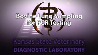 Bovine Lung Sampling for PCR Testing