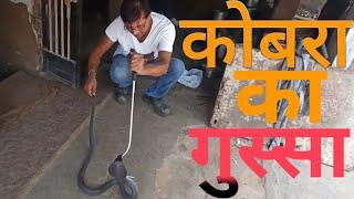 और एक खतरनाक रेस्क्यू देखो कोबरा का गुस्सा । cobra (most venomous) snake rescue in modasa city