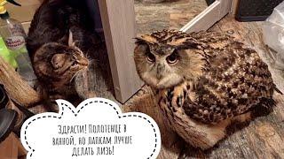 Eagle owl Yoll came to dry in the house and comfortably sit on the bottom while I clean her aviary