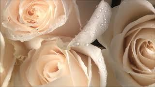 White Roses for this 2020 Wedding Season! - Ecuadorian Quality Roses