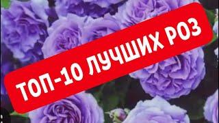 ТОП-10 ЛУЧШИХ СОРТОВ РОЗ МОЕГО САДА. ОБРАЗ ПО СОРТАМ.